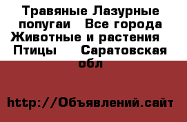 Травяные Лазурные попугаи - Все города Животные и растения » Птицы   . Саратовская обл.